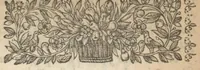 An illustration from Catalogues de quelques plantes a fleurs qui sont de present au jardin de Pierre Morin le jeune dit Troisième, fleuriste (1651)