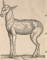 An illustration from Appendix historiae quadrupedum uiuiparorum & ouiparorum Conradi Gesneri Tigurini (1554)