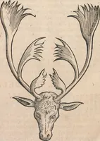 An illustration from Appendix historiae quadrupedum uiuiparorum & ouiparorum Conradi Gesneri Tigurini (1554)