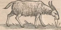 An illustration from Appendix historiae quadrupedum uiuiparorum & ouiparorum Conradi Gesneri Tigurini (1554)