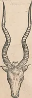 An illustration from Appendix historiae quadrupedum uiuiparorum & ouiparorum Conradi Gesneri Tigurini (1554)