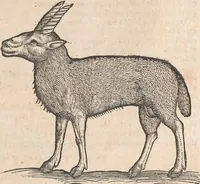 An illustration from Appendix historiae quadrupedum uiuiparorum & ouiparorum Conradi Gesneri Tigurini (1554)