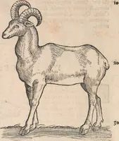 An illustration from Appendix historiae quadrupedum uiuiparorum & ouiparorum Conradi Gesneri Tigurini (1554)