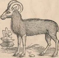 An illustration from Appendix historiae quadrupedum uiuiparorum & ouiparorum Conradi Gesneri Tigurini (1554)