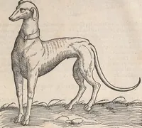 An illustration from Appendix historiae quadrupedum uiuiparorum & ouiparorum Conradi Gesneri Tigurini (1554)