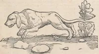 An illustration from Appendix historiae quadrupedum uiuiparorum & ouiparorum Conradi Gesneri Tigurini (1554)
