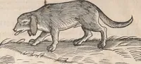An illustration from Appendix historiae quadrupedum uiuiparorum & ouiparorum Conradi Gesneri Tigurini (1554)