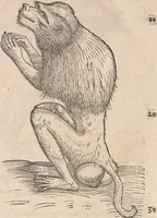 An illustration from Appendix historiae quadrupedum uiuiparorum & ouiparorum Conradi Gesneri Tigurini (1554)