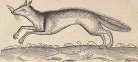 An illustration from Appendix historiae quadrupedum uiuiparorum & ouiparorum Conradi Gesneri Tigurini (1554)