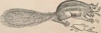 An illustration from Appendix historiae quadrupedum uiuiparorum & ouiparorum Conradi Gesneri Tigurini (1554)