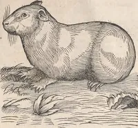 Picture 24 of 31 from Appendix historiae quadrupedum uiuiparorum & ouiparorum Conradi Gesneri Tigurini (1554), leaf 22