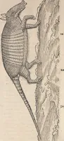 An illustration from Appendix historiae quadrupedum uiuiparorum & ouiparorum Conradi Gesneri Tigurini (1554)