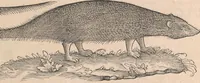 An illustration from Appendix historiae quadrupedum uiuiparorum & ouiparorum Conradi Gesneri Tigurini (1554)