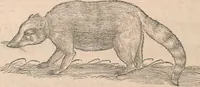 An illustration from Appendix historiae quadrupedum uiuiparorum & ouiparorum Conradi Gesneri Tigurini (1554)