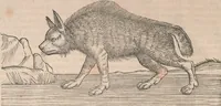 An illustration from Appendix historiae quadrupedum uiuiparorum & ouiparorum Conradi Gesneri Tigurini (1554)