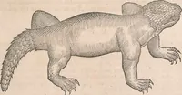 An illustration from Appendix historiae quadrupedum uiuiparorum & ouiparorum Conradi Gesneri Tigurini (1554)