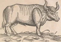 An illustration from Appendix historiae quadrupedum uiuiparorum & ouiparorum Conradi Gesneri Tigurini (1554)