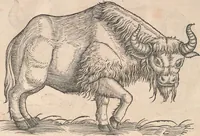 An illustration from Appendix historiae quadrupedum uiuiparorum & ouiparorum Conradi Gesneri Tigurini (1554)