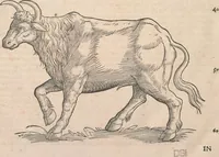 An illustration from Appendix historiae quadrupedum uiuiparorum & ouiparorum Conradi Gesneri Tigurini (1554)
