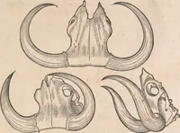 An illustration from Appendix historiae quadrupedum uiuiparorum & ouiparorum Conradi Gesneri Tigurini (1554)