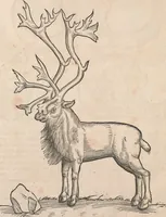Picture 8 of 31 from Appendix historiae quadrupedum uiuiparorum & ouiparorum Conradi Gesneri Tigurini (1554), leaf 9