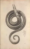 An illustration from Aquatilium animalium historiae, liber primus : cum eorumdem formis, aere excusis (1554)