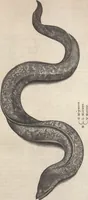 An illustration from Aquatilium animalium historiae, liber primus : cum eorumdem formis, aere excusis (1554)