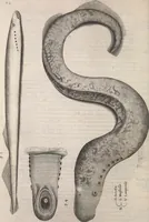 An illustration from Aquatilium animalium historiae, liber primus : cum eorumdem formis, aere excusis (1554)