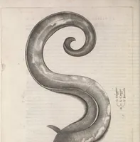 An illustration from Aquatilium animalium historiae, liber primus : cum eorumdem formis, aere excusis (1554)