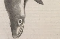An illustration from Aquatilium animalium historiae, liber primus : cum eorumdem formis, aere excusis (1554)