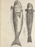 An illustration from Aquatilium animalium historiae, liber primus : cum eorumdem formis, aere excusis (1554)