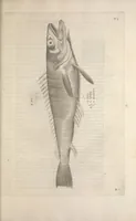 An illustration from Aquatilium animalium historiae, liber primus : cum eorumdem formis, aere excusis (1554)