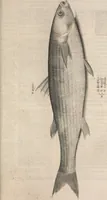 An illustration from Aquatilium animalium historiae, liber primus : cum eorumdem formis, aere excusis (1554)