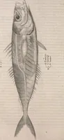 An illustration from Aquatilium animalium historiae, liber primus : cum eorumdem formis, aere excusis (1554)