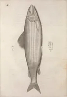 An illustration from Aquatilium animalium historiae, liber primus : cum eorumdem formis, aere excusis (1554)
