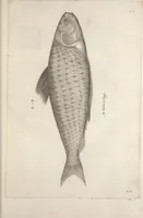 An illustration from Aquatilium animalium historiae, liber primus : cum eorumdem formis, aere excusis (1554)