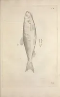 An illustration from Aquatilium animalium historiae, liber primus : cum eorumdem formis, aere excusis (1554)