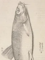 An illustration from Aquatilium animalium historiae, liber primus : cum eorumdem formis, aere excusis (1554)