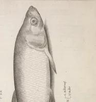 An illustration from Aquatilium animalium historiae, liber primus : cum eorumdem formis, aere excusis (1554)