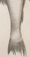 Picture 41 of 182 from Aquatilium animalium historiae, liber primus : cum eorumdem formis, aere excusis (1554), leaf 193