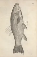 An illustration from Aquatilium animalium historiae, liber primus : cum eorumdem formis, aere excusis (1554)