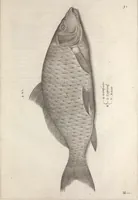 An illustration from Aquatilium animalium historiae, liber primus : cum eorumdem formis, aere excusis (1554)
