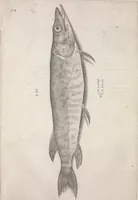 An illustration from Aquatilium animalium historiae, liber primus : cum eorumdem formis, aere excusis (1554)