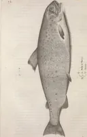 An illustration from Aquatilium animalium historiae, liber primus : cum eorumdem formis, aere excusis (1554)