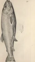 An illustration from Aquatilium animalium historiae, liber primus : cum eorumdem formis, aere excusis (1554)