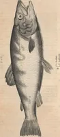 An illustration from Aquatilium animalium historiae, liber primus : cum eorumdem formis, aere excusis (1554)