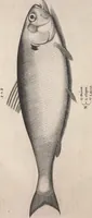 An illustration from Aquatilium animalium historiae, liber primus : cum eorumdem formis, aere excusis (1554)
