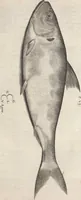 An illustration from Aquatilium animalium historiae, liber primus : cum eorumdem formis, aere excusis (1554)