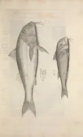 An illustration from Aquatilium animalium historiae, liber primus : cum eorumdem formis, aere excusis (1554)