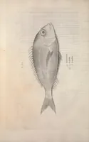 An illustration from Aquatilium animalium historiae, liber primus : cum eorumdem formis, aere excusis (1554)